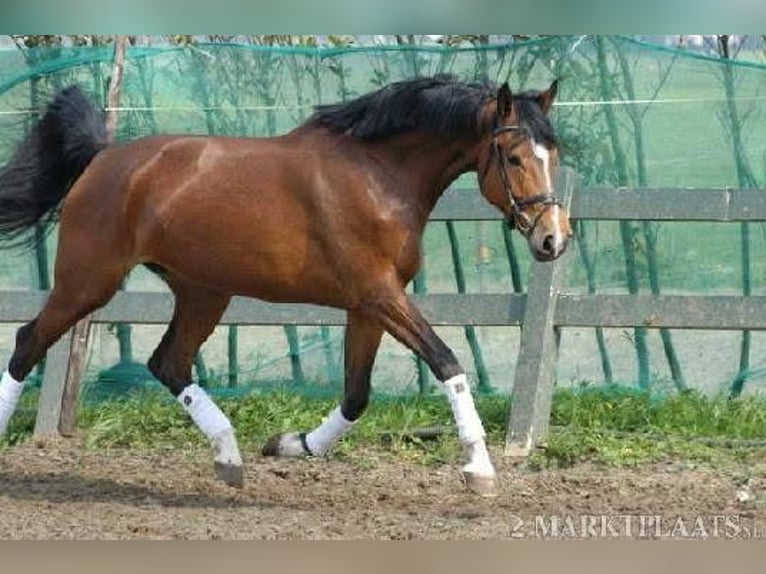 Belgisches Reitpony Wallach 4 Jahre 167 cm Buckskin in Berghem