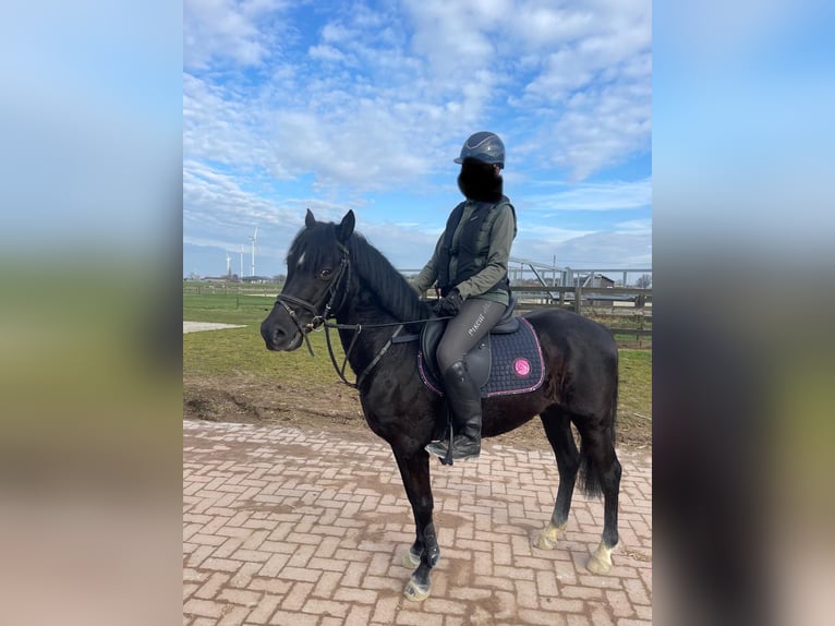 Belgisches Reitpony Wallach 5 Jahre 138 cm Schwarzbrauner in Wuustwezel