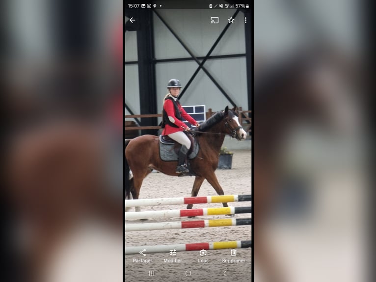 Belgisches Reitpony Wallach 5 Jahre 145 cm Brauner in Quievrain