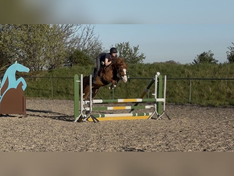 Belgisches Reitpony Wallach 5 Jahre 146 cm Fuchs in Schwieberdingen