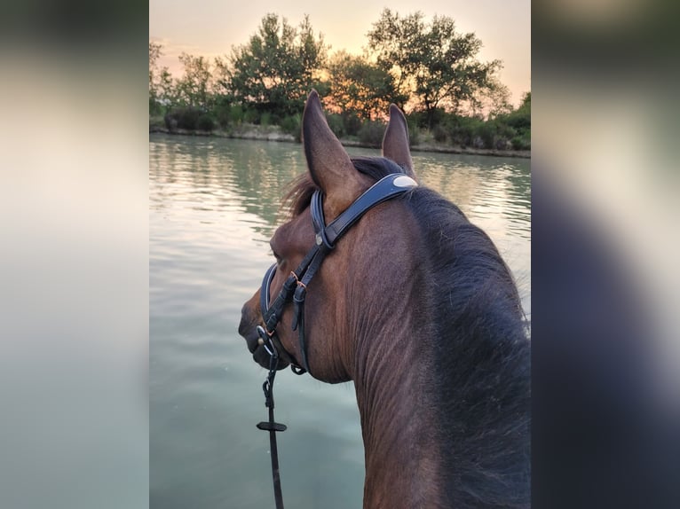 Belgisches Reitpony Wallach 5 Jahre 148 cm Brauner in Feurs