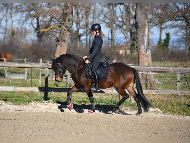 Belgisches Reitpony Wallach 6 Jahre 148 cm Dunkelbrauner in Feurs