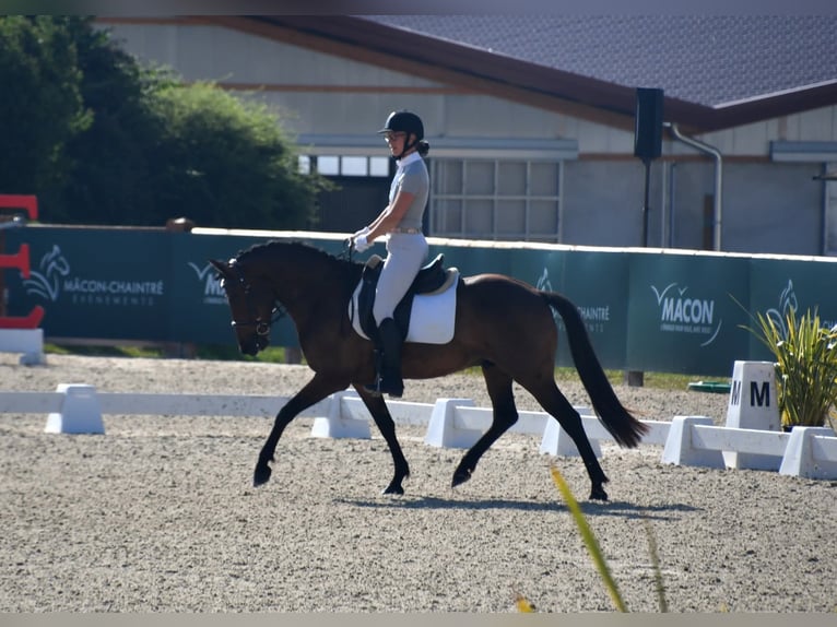 Belgisches Reitpony Wallach 6 Jahre 148 cm Dunkelbrauner in Feurs
