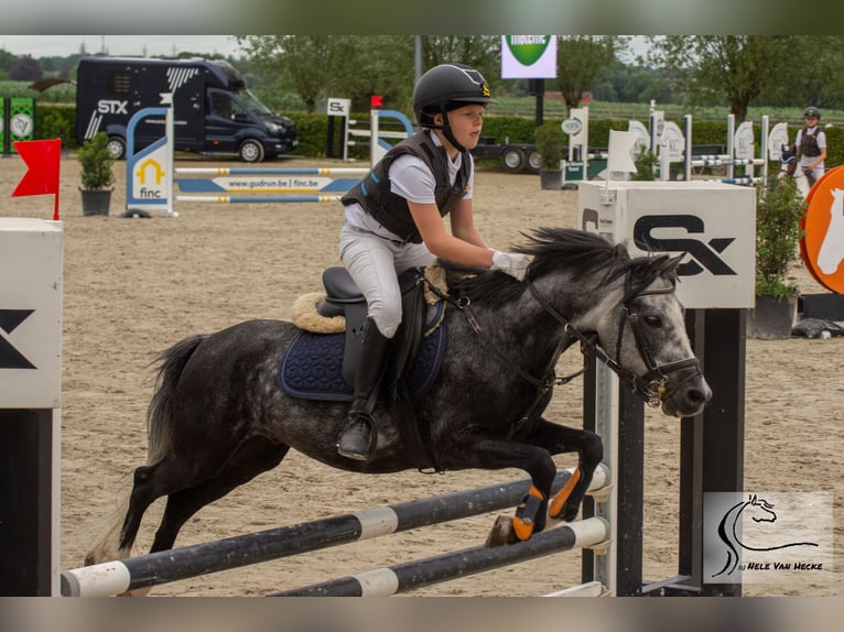 Belgisches Reitpony Mix Wallach 7 Jahre 126 cm Rappschimmel in Eksaarde