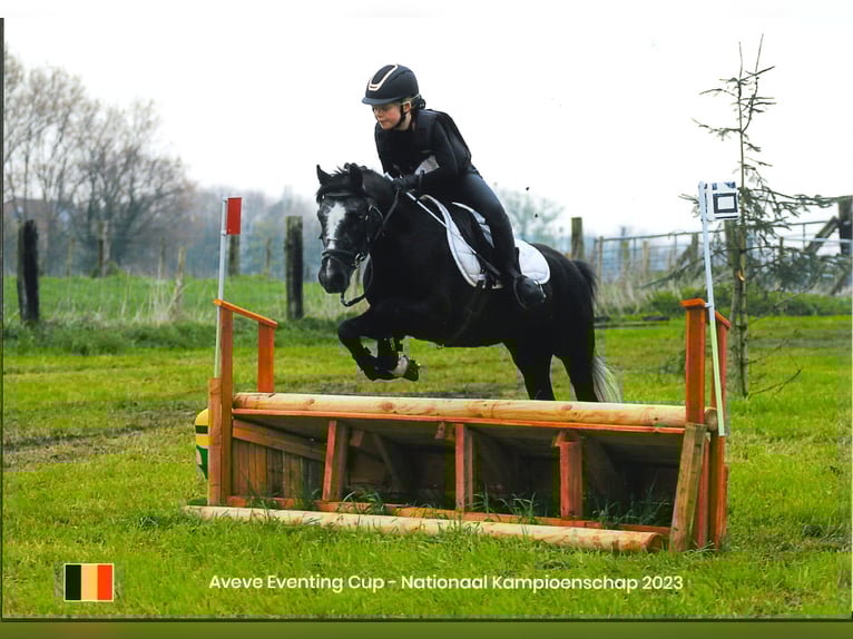 Belgisches Reitpony Mix Wallach 7 Jahre 126 cm Rappschimmel in Eksaarde