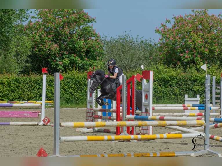 Belgisches Reitpony Mix Wallach 7 Jahre 126 cm Rappschimmel in Eksaarde