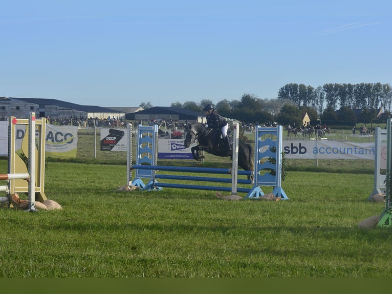 Belgisches Reitpony Mix Wallach 7 Jahre 126 cm Rappschimmel in Eksaarde