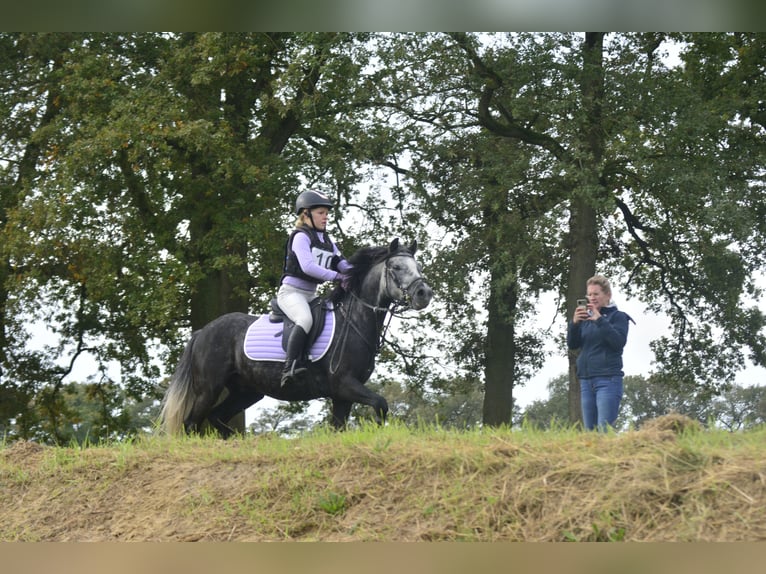 Belgisches Reitpony Mix Wallach 7 Jahre 126 cm Rappschimmel in Eksaarde