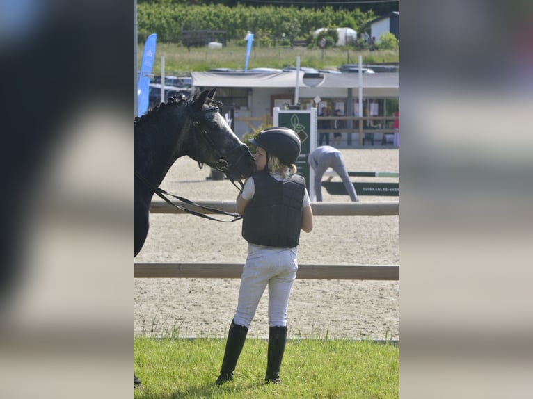 Belgisches Reitpony Mix Wallach 7 Jahre 126 cm Rappschimmel in Eksaarde