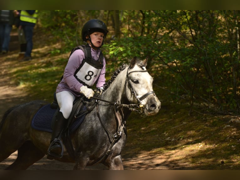 Belgisches Reitpony Mix Wallach 7 Jahre 126 cm Rappschimmel in Eksaarde