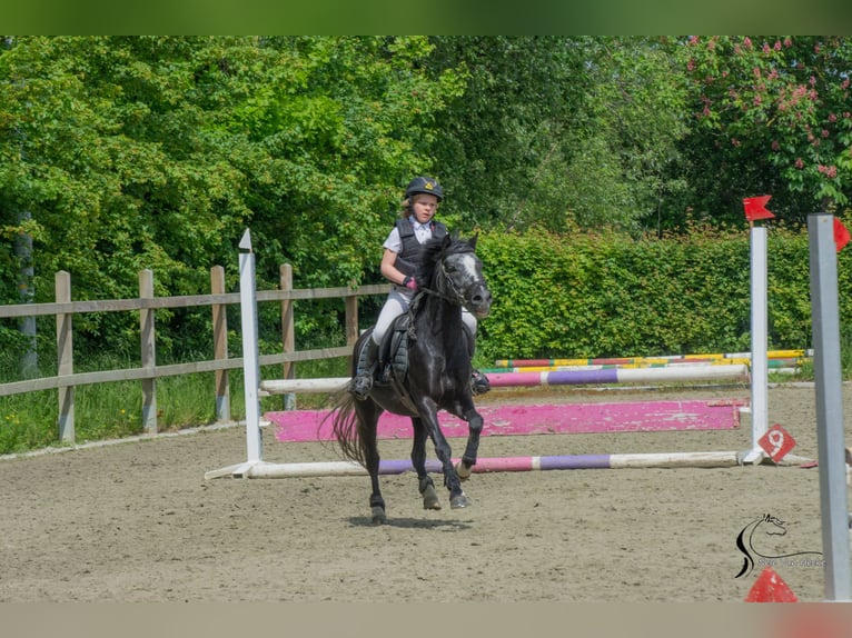 Belgisches Reitpony Mix Wallach 7 Jahre 126 cm Rappschimmel in Eksaarde
