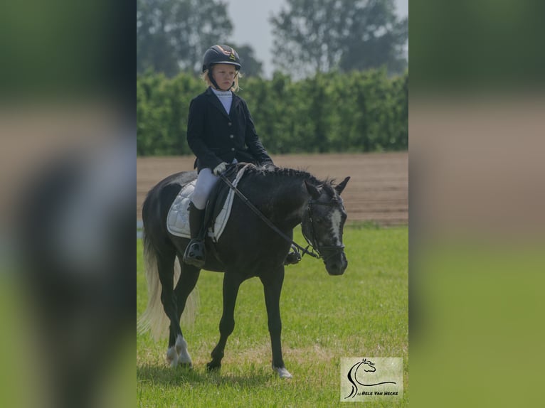 Belgisches Reitpony Mix Wallach 7 Jahre 126 cm Rappschimmel in Eksaarde