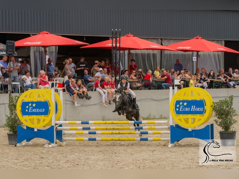 Belgisches Reitpony Mix Wallach 7 Jahre 126 cm Rappschimmel in Eksaarde
