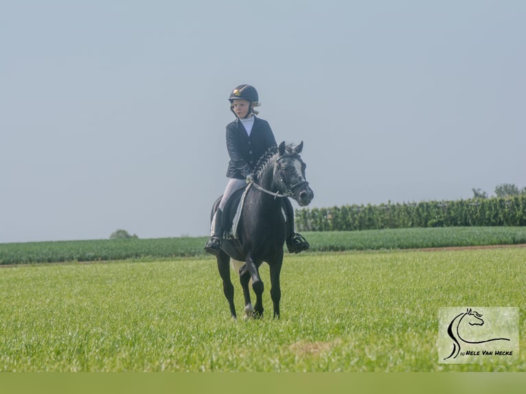 Belgisches Reitpony Mix Wallach 7 Jahre 126 cm Rappschimmel in Eksaarde