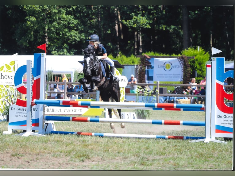 Belgisches Reitpony Mix Wallach 7 Jahre 126 cm Rappschimmel in Eksaarde