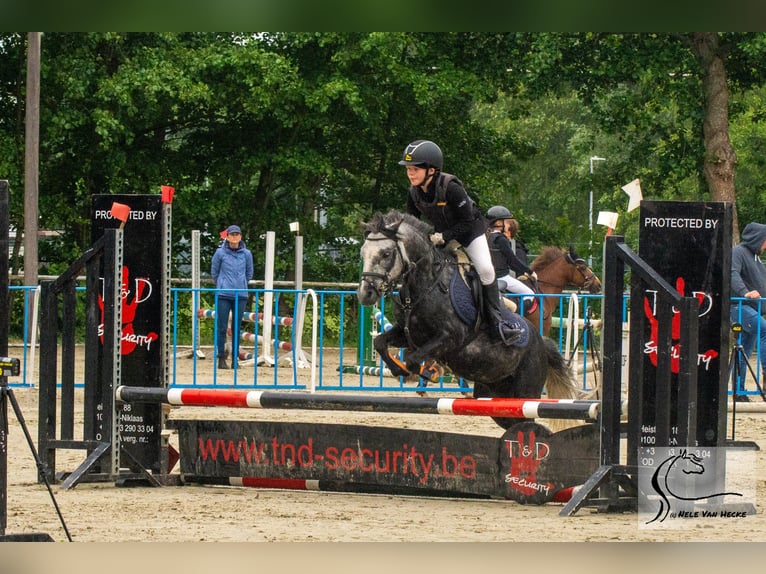 Belgisches Reitpony Mix Wallach 7 Jahre 126 cm Rappschimmel in Eksaarde
