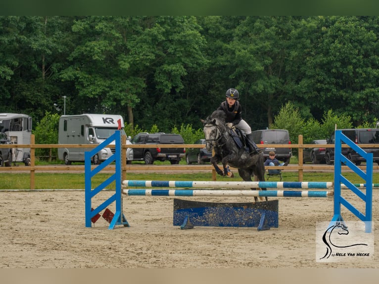 Belgisches Reitpony Mix Wallach 7 Jahre 126 cm Rappschimmel in Eksaarde