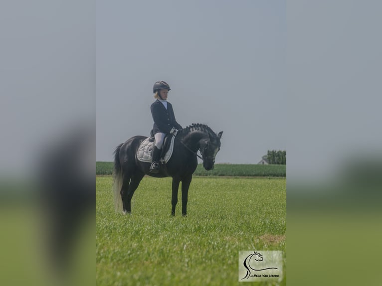 Belgisches Reitpony Mix Wallach 7 Jahre 126 cm Rappschimmel in Eksaarde