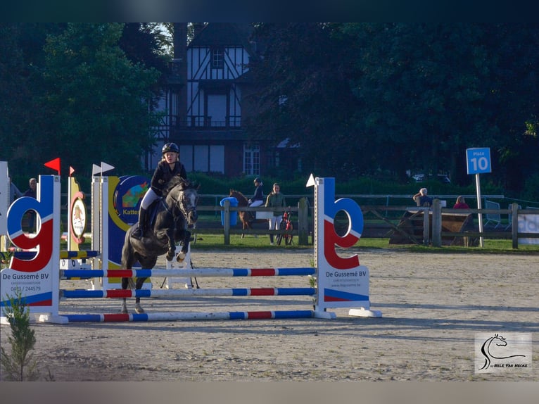 Belgisches Reitpony Mix Wallach 7 Jahre 126 cm Rappschimmel in Eksaarde