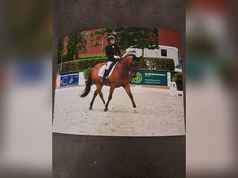 Belgisches Reitpony Wallach 7 Jahre 146 cm Brauner in Zoerle-Parwijs