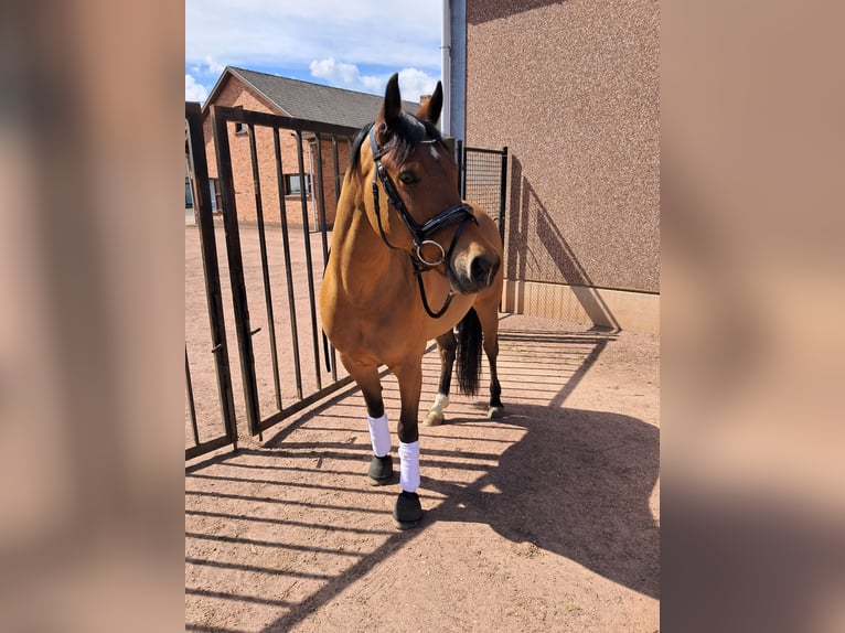 Belgisches Reitpony Wallach 7 Jahre 146 cm Brauner in Zoerle-Parwijs