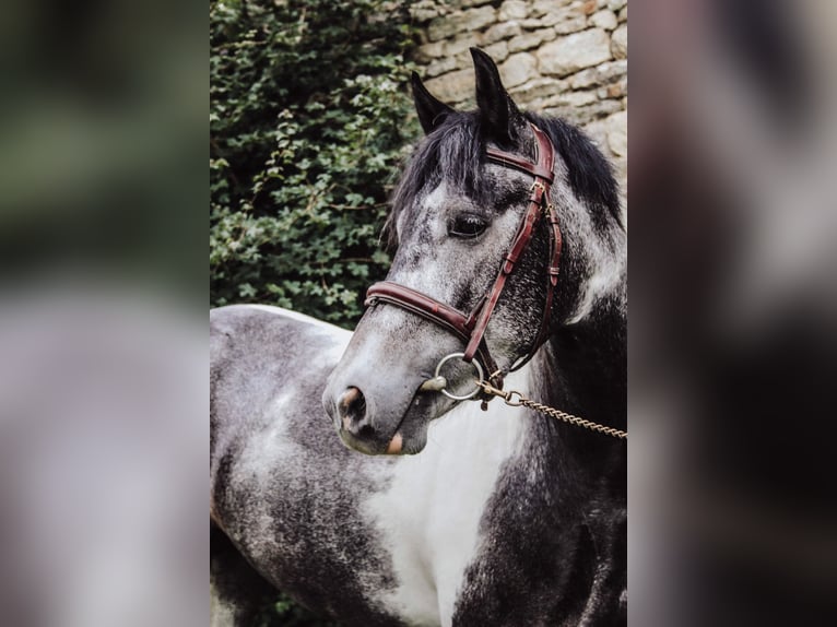 Belgisches Reitpony Wallach 8 Jahre 137 cm Schimmel in Alençon