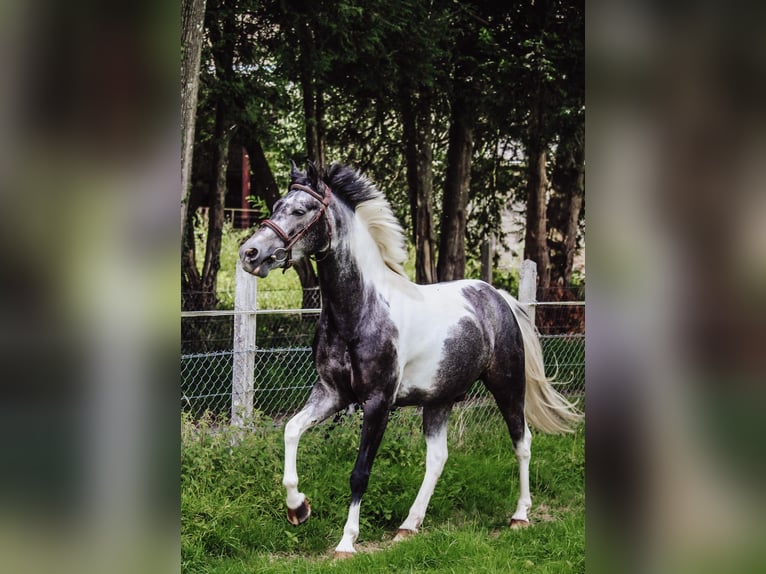 Belgisches Reitpony Wallach 8 Jahre 137 cm Schimmel in Alençon