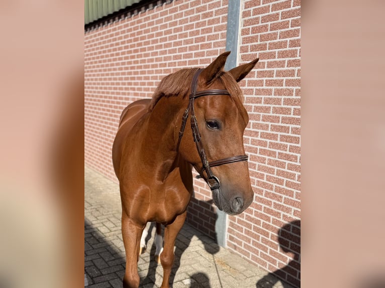 Belgisches Reitpony Wallach 8 Jahre 147 cm Fuchs in Veghel
