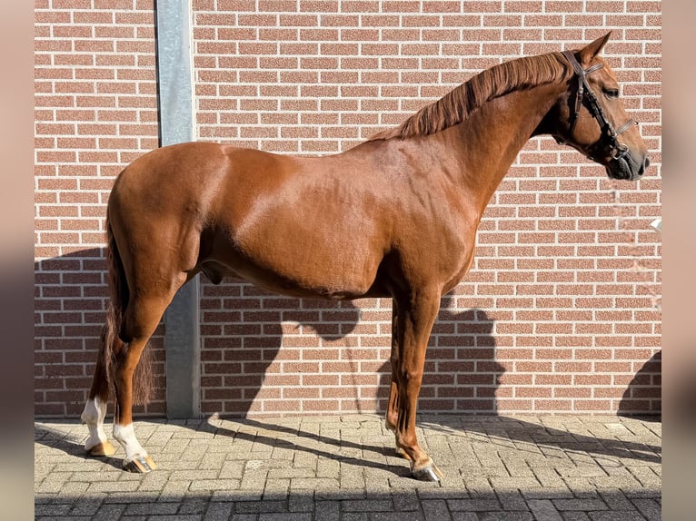 Belgisches Reitpony Wallach 8 Jahre 147 cm Fuchs in Veghel