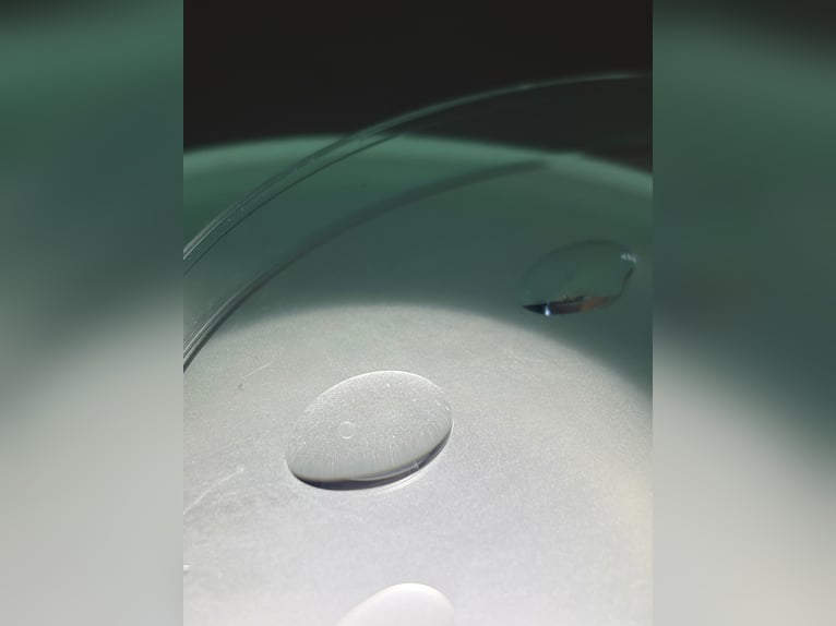 Belgisches Sportpferd Unbekannt Embryo  in Colmenar Viejo