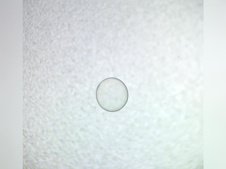 Belgisches Sportpferd Unbekannt Embryo  in Colmenar Viejo