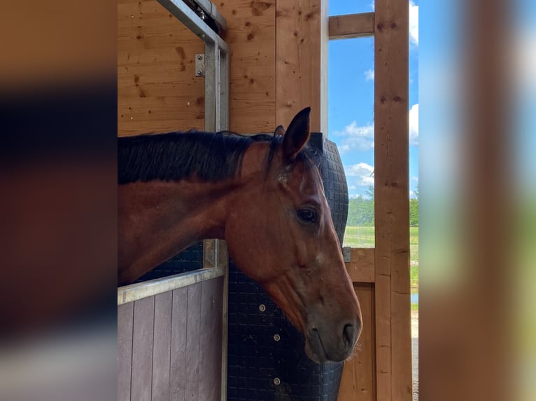 Belgisches Sportpferd Hengst 12 Jahre 179 cm Brauner in Biberist