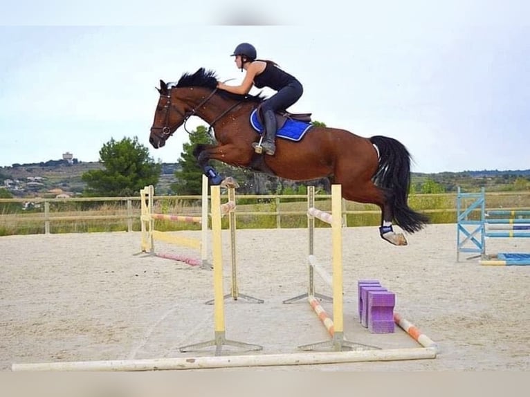 Belgisches Sportpferd Hengst 16 Jahre 168 cm Brauner in Montpellier