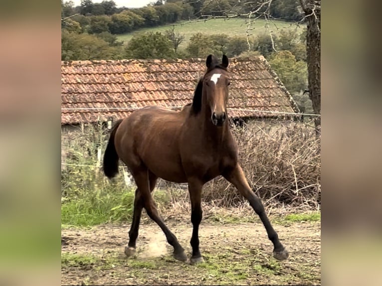 Belgisches Sportpferd Hengst 1 Jahr 167 cm Rotbrauner in Moulins