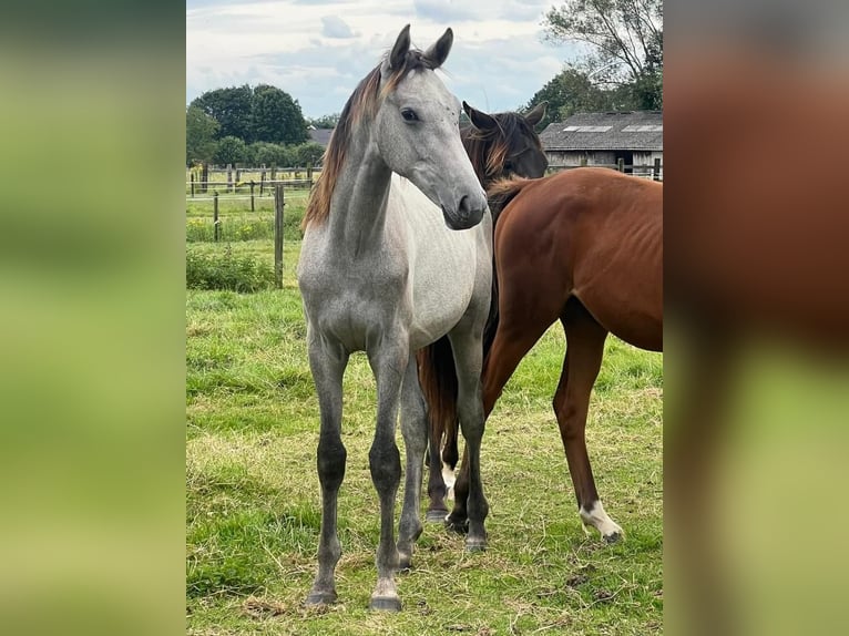 Belgisches Sportpferd Hengst 1 Jahr 170 cm Blauschimmel in Wetteren