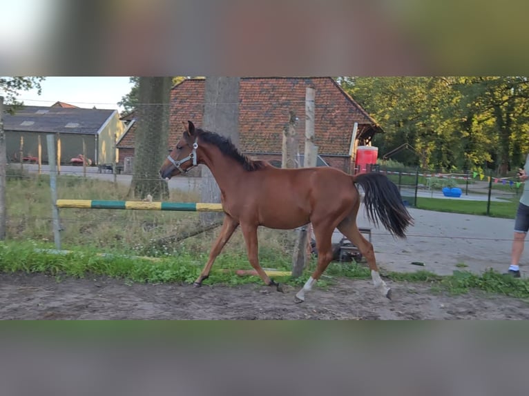 Belgisches Sportpferd Hengst 1 Jahr Brauner in Borne