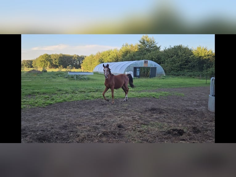 Belgisches Sportpferd Hengst 1 Jahr Brauner in Borne