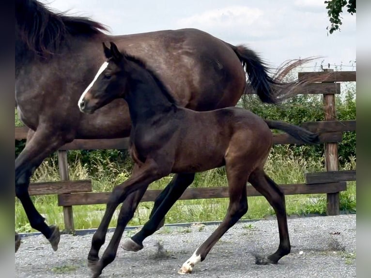 Belgisches Sportpferd Hengst 1 Jahr Dunkelbrauner in Moulin