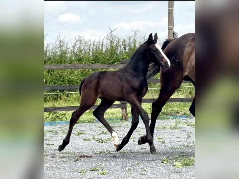 Belgisches Sportpferd Hengst 1 Jahr Dunkelbrauner in Moulin