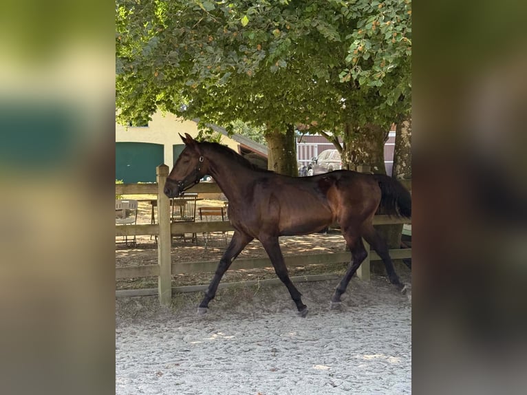 Belgisches Sportpferd Hengst 1 Jahr Dunkelbrauner in Libramont-Chevigny