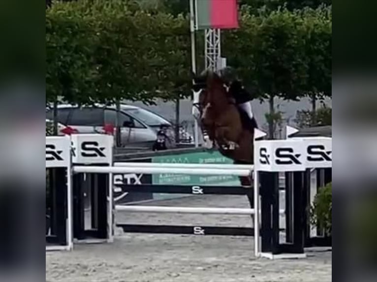 Belgisches Sportpferd Hengst 26 Jahre  in antwepen