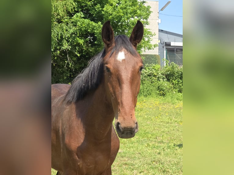 Belgisches Sportpferd Hengst 2 Jahre 170 cm Brauner in Ternat