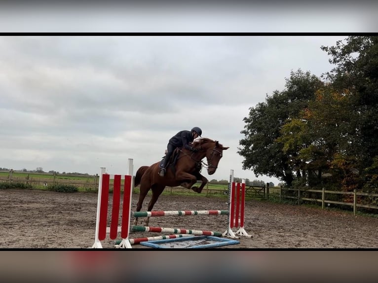 Belgisches Sportpferd Hengst 2 Jahre 170 cm Brauner in Ternat