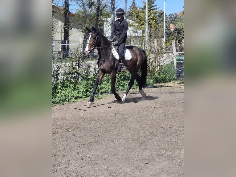 Belgisches Sportpferd Hengst 3 Jahre 170 cm Dunkelbrauner in Alsónémedi