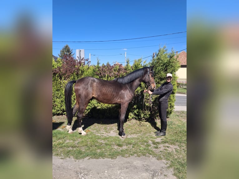 Belgisches Sportpferd Hengst 3 Jahre 170 cm Dunkelbrauner in Alsónémedi