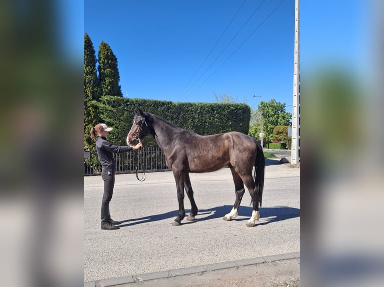 Belgisches Sportpferd Hengst 3 Jahre 170 cm Dunkelbrauner in Alsónémedi