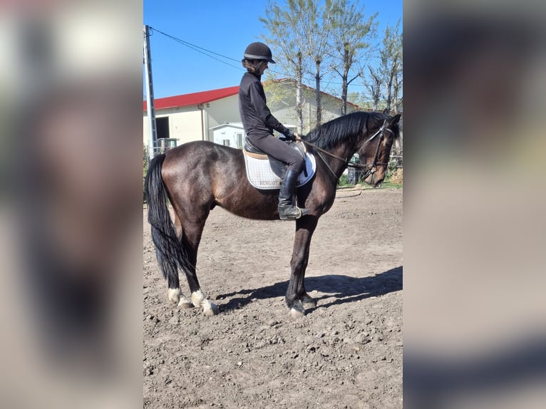 Belgisches Sportpferd Hengst 3 Jahre 170 cm Dunkelbrauner in Alsónémedi