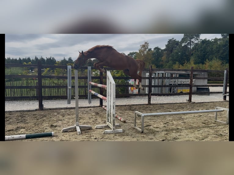 Belgisches Sportpferd Hengst 4 Jahre 166 cm Fuchs in Merksplas