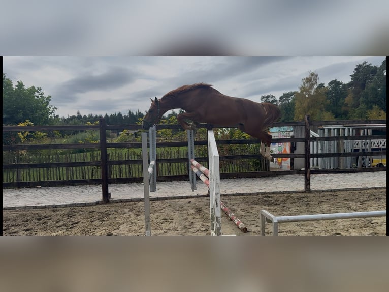 Belgisches Sportpferd Hengst 4 Jahre 166 cm Fuchs in Merksplas