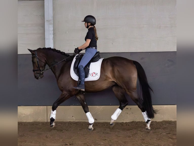 Belgisches Sportpferd Hengst 6 Jahre 160 cm  in Loenhout